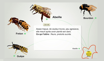 Frelons-guepes dessin animation