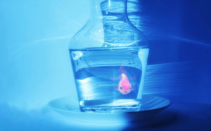 photo-poisson-art