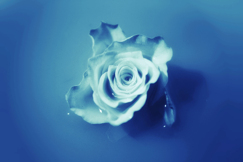 photo rose bleu