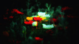photo-fleur-noir