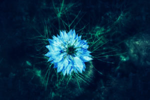 photo fleur bleu art
