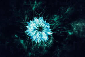 photo fleur bleu