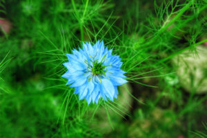 photo fleur bleu