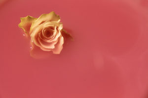 photo rose bleu