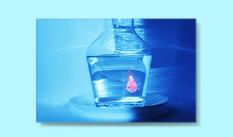 aa_photo-poisson-art