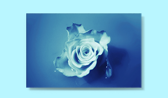 photo rose bleu
